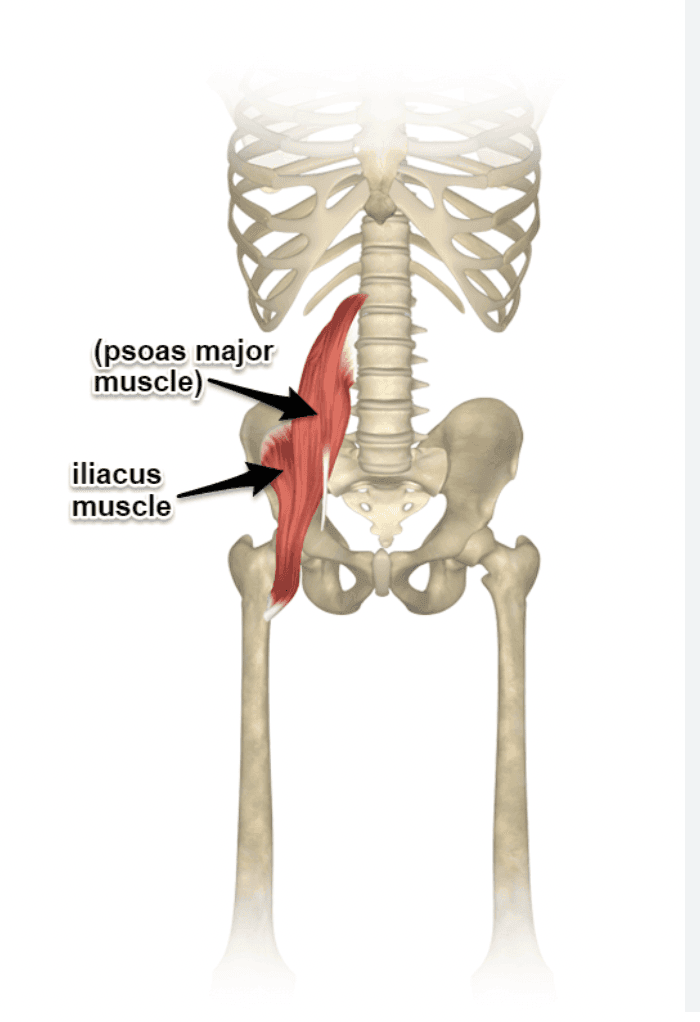 Anatomical illustration showing psoas major and iliacus muscles labeled on a human skeleton.