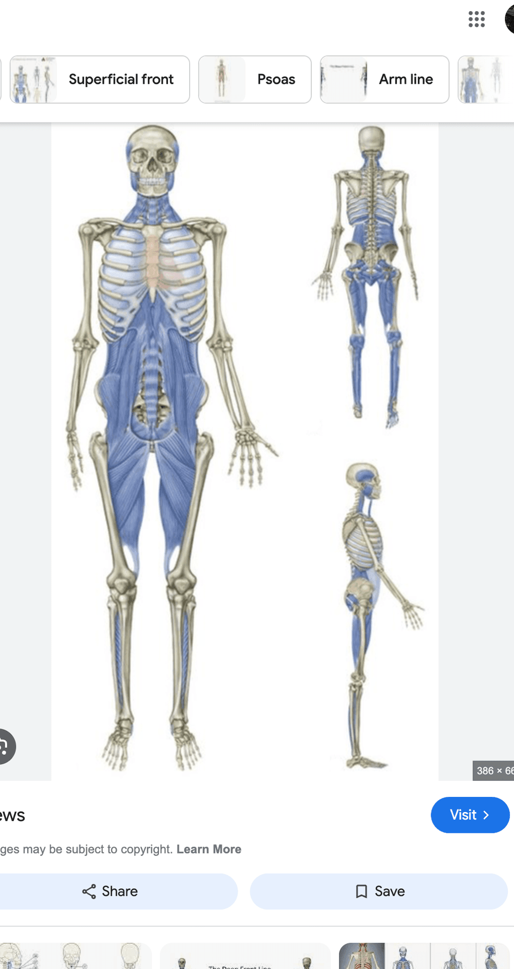 Anatomical diagram showing skeletal structure with highlighted muscle groups in blue, viewed from various angles.